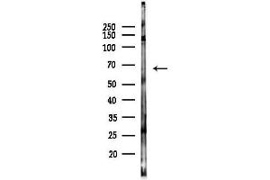 Western blot analysis of lysates from F10-LUC cells(heat-shock,45 min treatment), using SLC7 Antibody at 1/1000 dilution.