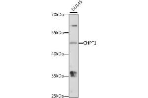 Western blot analysis of extracts of DU145 cells, using CHPT1 antibody (ABIN7266345) at 1:1000 dilution. (CHPT1 anticorps  (AA 1-100))