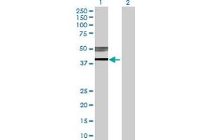 Western Blot analysis of B3GNT3 expression in transfected 293T cell line by B3GNT3 MaxPab polyclonal antibody.