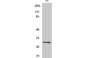 Western Blotting (WB) image for anti-BCL2-Like 1 (BCL2L1) (Thr47) antibody (ABIN5959000) (BCL2L1 anticorps  (Thr47))