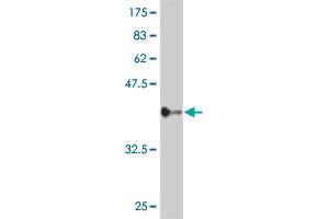 Western Blot detection against Immunogen (36.