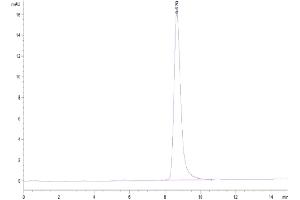The purity of Cynomolgus LRG1 is greater than 95 % as determined by SEC-HPLC.