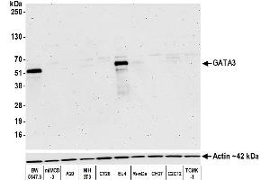 Western Blotting (WB) image for anti-GATA Binding Protein 3 (GATA3) (AA 150-200) antibody (ABIN7455153)