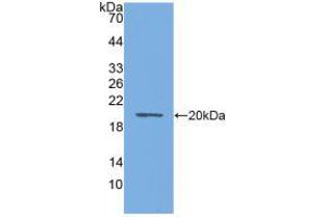 Western blot analysis of recombinant Mouse AQP4. (Aquaporin 4 anticorps  (AA 177-304))