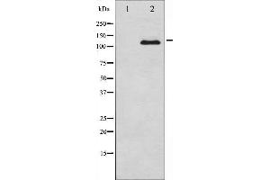 Western blot analysis of M-CSF Receptor expression in LPS treated 293 whole cell lysates,The lane on the left is treated with the antigen-specific peptide. (CSF1R anticorps  (C-Term))