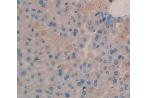 IHC-P analysis of Mouse Tissue, with DAB staining. (AMBP anticorps  (AA 18-202))