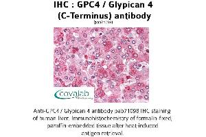 Image no. 1 for anti-Glypican 4 (GPC4) (C-Term) antibody (ABIN1734867) (GPC4 anticorps  (C-Term))