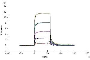 Biotinylated Human CD93, His-Avi Tag immobilized on CM5 Chip can bind Human IGFBP-7, His Tag with an affinity constant of 0.