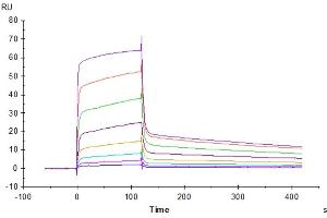 Human DNAM-1, hFc Tag captured on CM5 Chip via Protein A can bind Rhesus macaque CD155, His Tag with an affinity constant of 0.