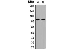 Western blot analysis of RFWD3 expression in HeLa (A), HepG2 (B) whole cell lysates. (RFWD3 anticorps  (Center))