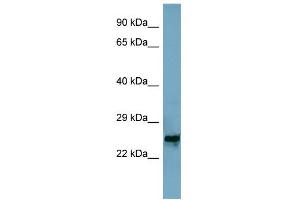 WB Suggested Anti-MRPL48 Antibody Titration: 0.