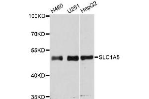 Western blot analysis of extracts of various cell lines, using SLC1A5 antibody (ABIN5975273) at 1:3000 dilution. (SLC1A5 anticorps)