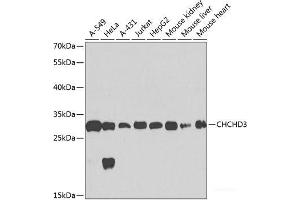 Western blot analysis of extracts of various cell lines using CHCHD3 Polyclonal Antibody at dilution of 1:1000. (CHCHD3 anticorps)