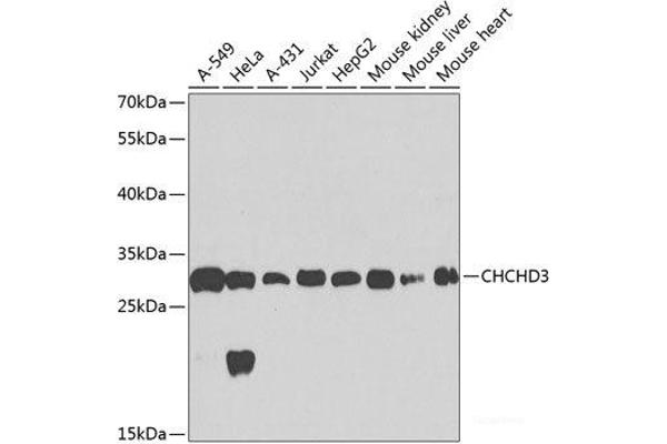 CHCHD3 anticorps