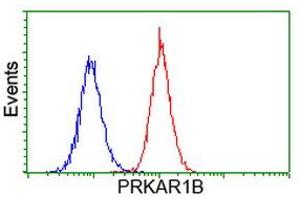 Image no. 1 for anti-Protein Kinase, CAMP-Dependent, Regulatory, Type I, beta (PRKAR1B) antibody (ABIN1500407) (PRKAR1B anticorps)