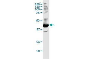 FFAR2 monoclonal antibody (M02), clone 3B3. (FFAR2 anticorps  (AA 231-330))