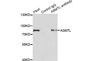 Immunoprecipitation analysis of 200 μg extracts of SW620 cells using 1 μg ASMTL antibody (ABIN5975463). (ASMTL anticorps)