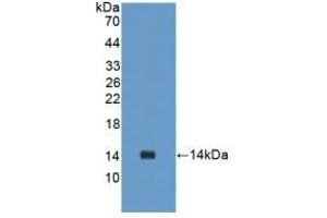 Detection of Recombinant UCN2, Rat using Polyclonal Antibody to Urocortin 2 (UCN2)
