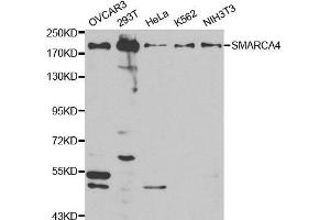 Western blot analysis of extracts of various cell lines, using SMARCA4 antibody. (SMARCA4 anticorps  (AA 30-130))