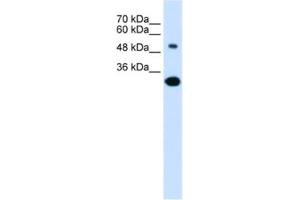 Western Blotting (WB) image for anti-Solute Carrier Family 2 (Facilitated Glucose/fructose Transporter), Member 5 (SLC2A5) antibody (ABIN2462527) (SLC2A5 anticorps)
