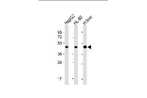 All lanes : Anti-ADK Antibody (N-term) at 1:4000 dilution Lane 1: HepG2 whole cell lysate Lane 2: HL-60 whole cell lysate Lane 3: Human liver lysate Lysates/proteins at 20 μg per lane. (ADK anticorps  (AA 1-345))