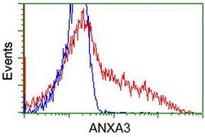 HEK293T cells transfected with either RC201540 overexpress plasmid (Red) or empty vector control plasmid (Blue) were immunostained by anti-ANXA3 antibody (ABIN2452758), and then analyzed by flow cytometry.
