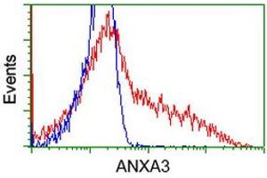 HEK293T cells transfected with either RC201540 overexpress plasmid (Red) or empty vector control plasmid (Blue) were immunostained by anti-ANXA3 antibody (ABIN2452758), and then analyzed by flow cytometry. (Annexin A3 anticorps)
