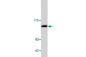 Western blot analysis of COL2A1 polyclonal antibody  in extracts from COLO 205 cell. (COL2A1 anticorps)