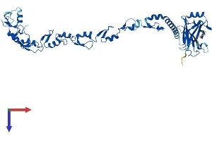 AlphaFold protein structure predicition of Human Recombinant TRAF4 Protein, UniprotID Q9BUZ4