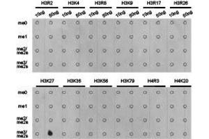 Western Blotting (WB) image for anti-Histone 3 (H3) (H3K27me3) antibody (ABIN1873002) (Histone 3 anticorps  (H3K27me3))