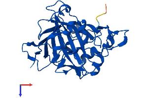 AlphaFold protein structure predicition of Mouse Recombinant Ca13 Protein, UniprotID Q9D6N1