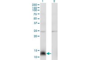 Western Blot analysis of NPY expression in transfected 293T cell line by NPY monoclonal antibody (M01), clone 3B5. (NPY anticorps  (AA 29-97))