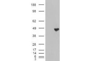 Image no. 2 for anti-Carboxypeptidase A1 (Pancreatic) (CPA1) (AA 1-419) antibody (ABIN1490771) (CPA1 anticorps  (AA 1-419))