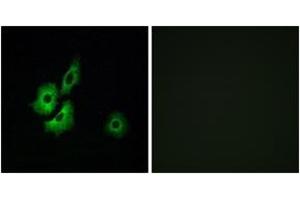 Immunofluorescence analysis of A549 cells, using OR4D1 Antibody.