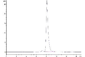 The purity of Mouse CD7 is greater than 95 % as determined by SEC-HPLC. (CD7 Protein (CD7) (AA 24-150) (Fc Tag))