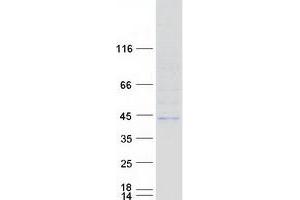 Validation with Western Blot