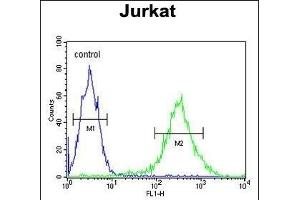 PKHH2 Antibody (C-term) (ABIN653730 and ABIN2843037) flow cytometric analysis of Jurkat cells (right histogram) compared to a negative control cell (left histogram).