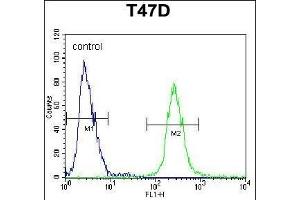 FGG Antibody (C-term) (ABIN391494 and ABIN2841461) flow cytometric analysis of T47D cells (right histogram) compared to a negative control cell (left histogram). (FGG anticorps  (C-Term))