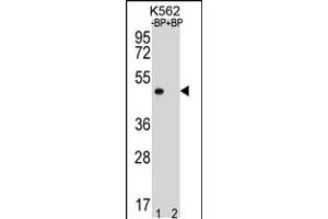 Western blot analysis of OR8K3 Antibody Pab pre-incubated without(lane 1) and with(lane 2) blocking peptide in K562 cell line lysate. (OR8K3 anticorps  (C-Term))