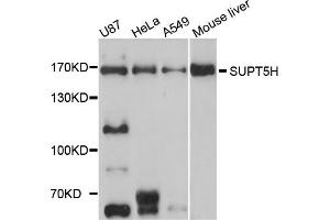 Western blot analysis of extracts of various cell lines, using SUPT5H antibody.