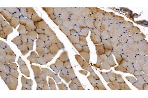 Detection of MyD88 in Mouse Skeletal muscle Tissue using Polyclonal Antibody to Myeloid Differentiation Factor 88 (MyD88)