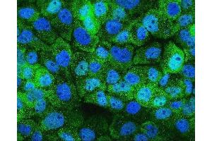IF analysis of HSPH1 using anti-HSPH1 antibody (ABIN7602237). (HSPH1 anticorps  (AA 653-858))