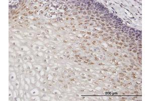 Immunoperoxidase of purified MaxPab antibody to GOLGA2 on formalin-fixed paraffin-embedded human esophagus.