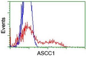 Image no. 4 for anti-Activating Signal Cointegrator 1 Complex Subunit 1 (ASCC1) antibody (ABIN1496741) (ASCC1 anticorps)