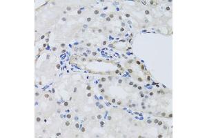 Immunohistochemistry of paraffin-embedded mouse kidney using PRPF19 antibody (ABIN5974049) at dilution of 1/100 (40x lens). (PRP19 anticorps)
