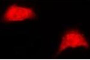 Immunofluorescent analysis of UBE2Z staining in HepG2 cells.