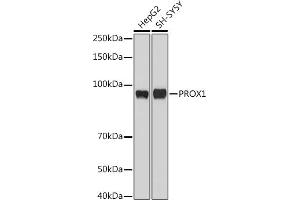 Western blot analysis of extracts of various cell lines, using PROX1 antibody (ABIN6132519, ABIN6146252, ABIN6146253 and ABIN6216882) at 1:1000 dilution.