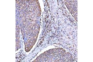 IHC analysis of Syntaxin 18/STX18 using anti-Syntaxin 18/STX18 antibody (ABIN7599259). (Syntaxin 18 anticorps  (AA 1-313))