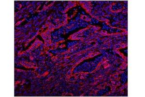 IF analysis of Caveolin-2/CAV2 using anti-Caveolin-2/CAV2 antibody (ABIN7601170). (Caveolin 2 anticorps  (AA 3-162))