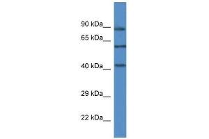 Western Blot showing Mapk12 antibody used at a concentration of 1. (MAPK12 anticorps  (C-Term))
